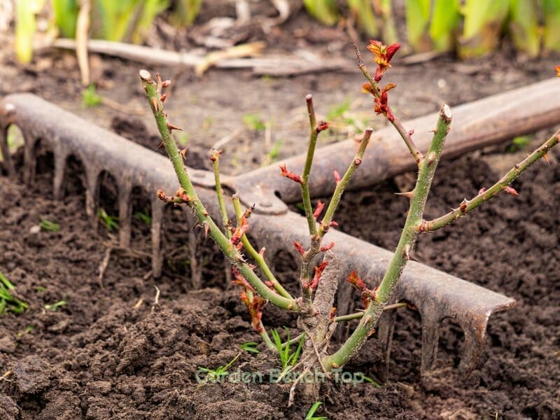 rose bushes with coffee grounds