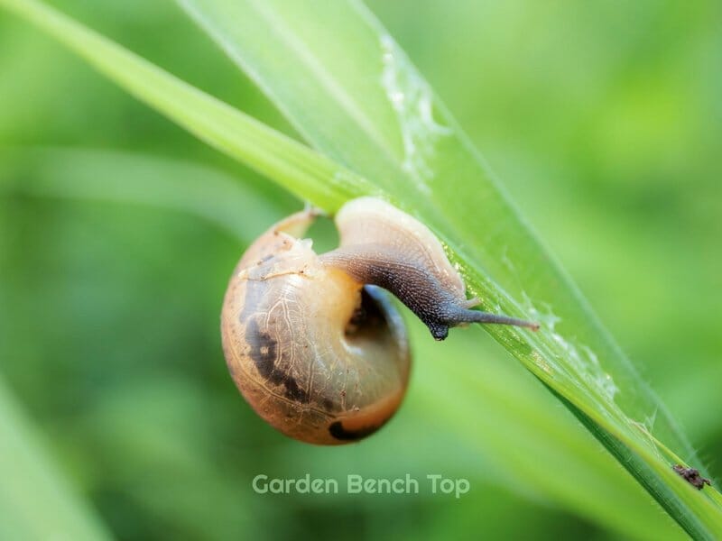 snails eating plants