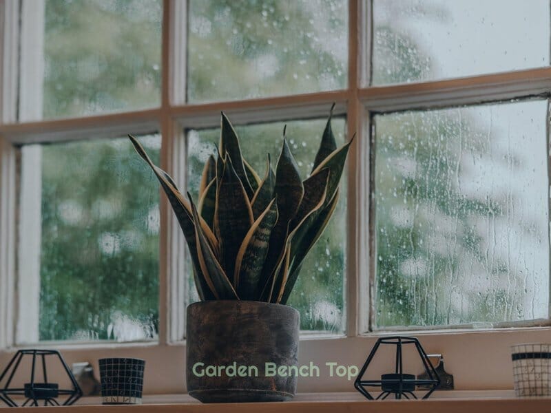 snake plant in cement pot