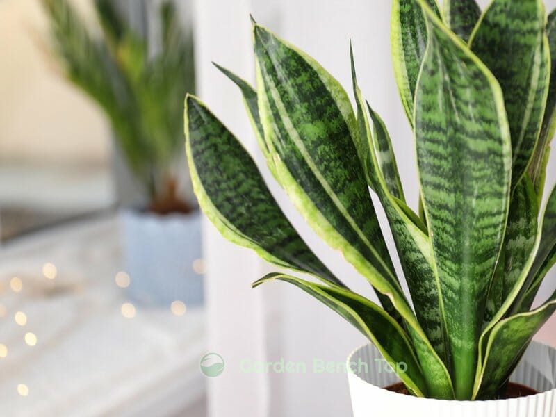 snake plant in stunning pot