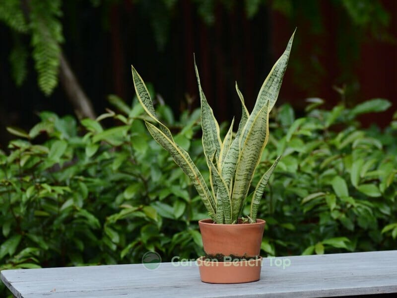 snake plant in terracotta pot with curling leaves