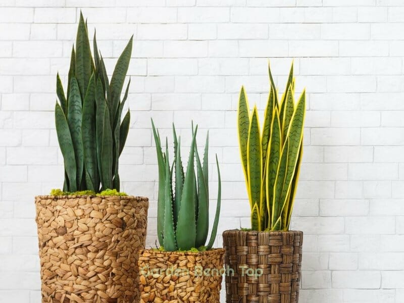 snake plant in various pots