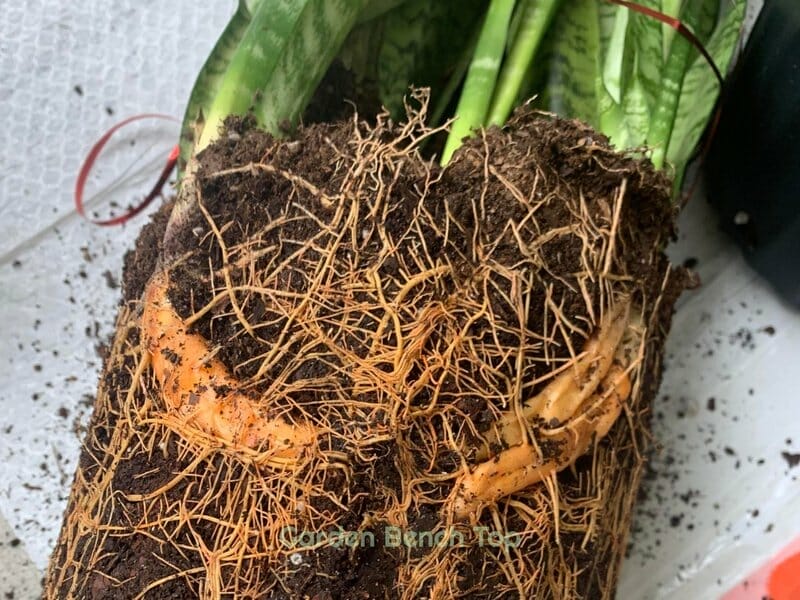 snake plant root rot symptoms