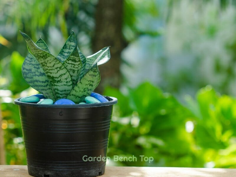 snake plants are good for air purification
