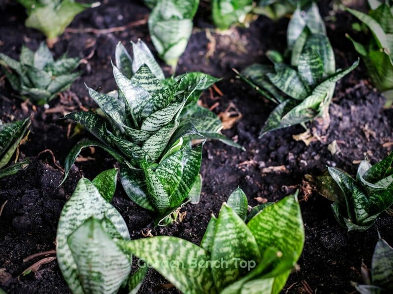 snake plants in soil