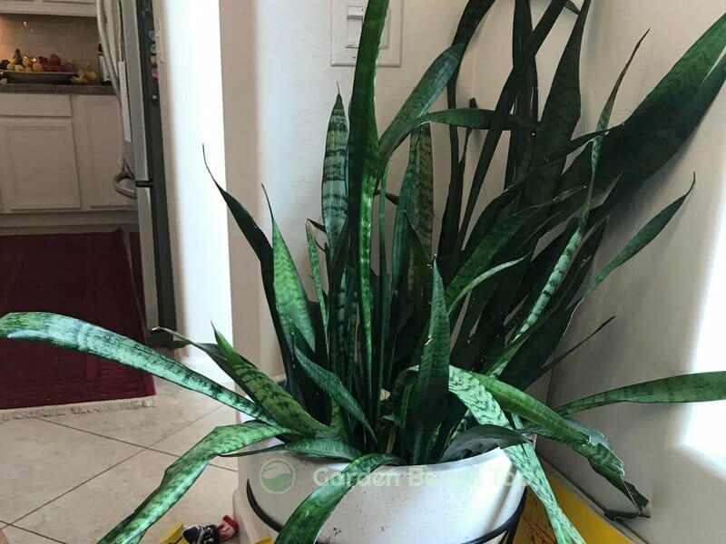 drooping snake plant leaves