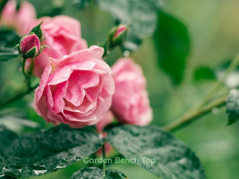 watering rose with pasta water