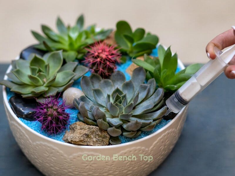 watering succulents with water