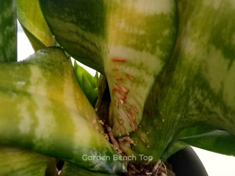 yellowing snake plant leaf with markings