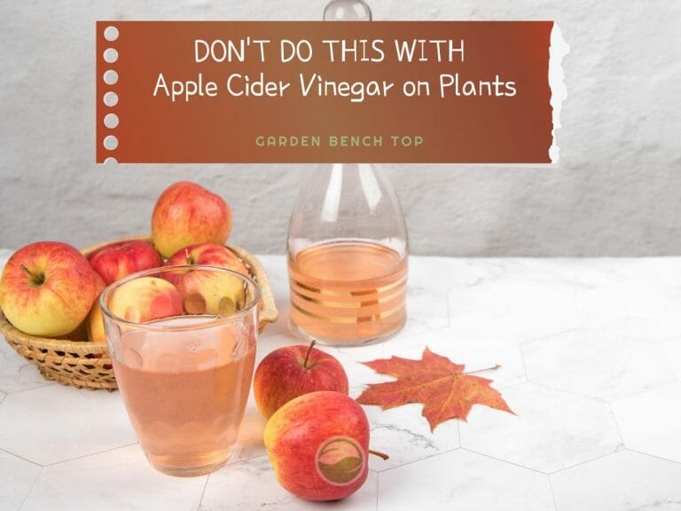 Apple Cider Vinegar on Plants cover
