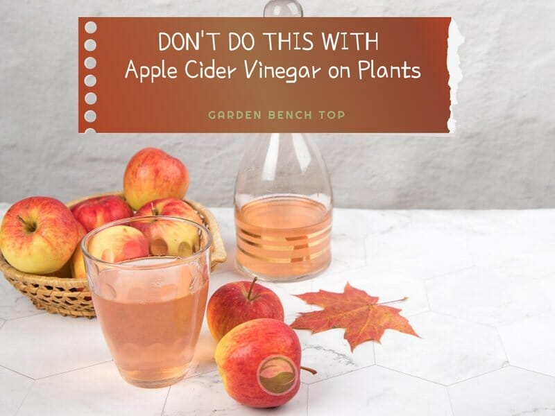 Apple Cider Vinegar on Plants