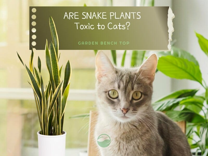 Are Snake Plants Toxic to Cats