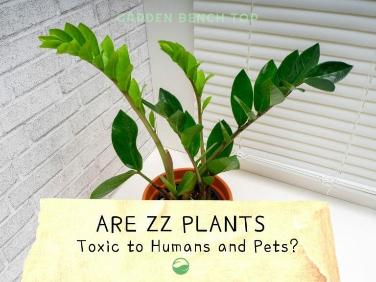 Are ZZ Plants Toxic?