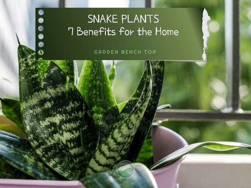 Benefits of Snake Plants