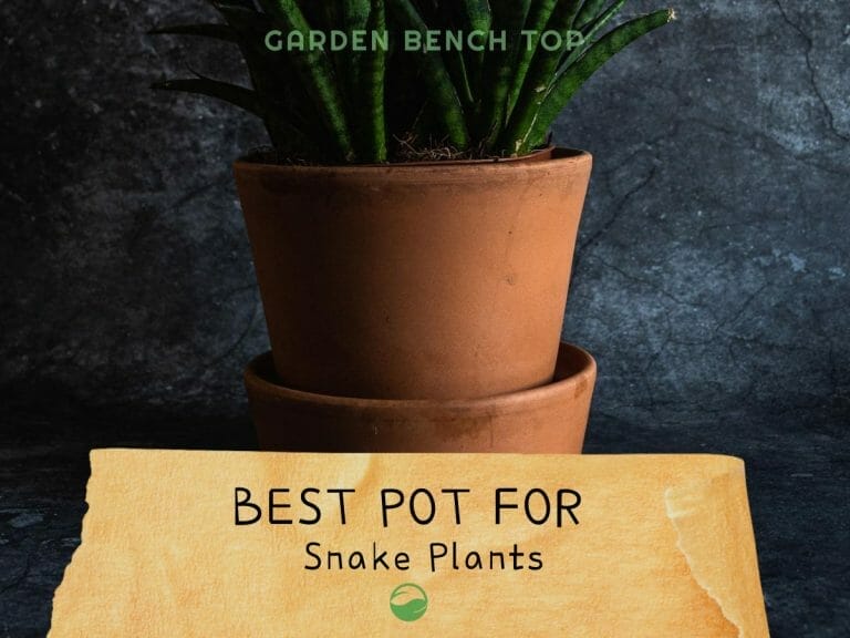 Best Pot for Snake Plant