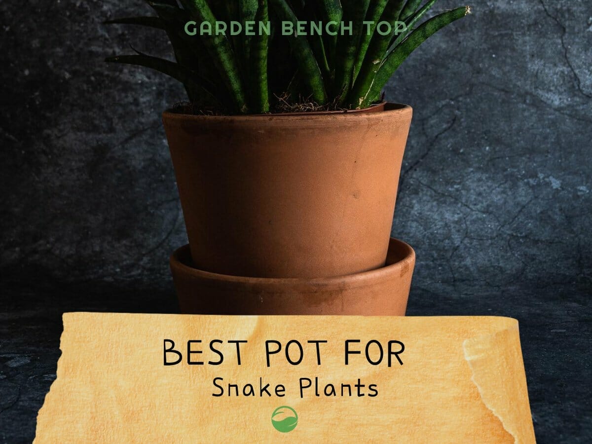 Guide to Best Pot for Snake Plants (MISTAKES TO AVOID)