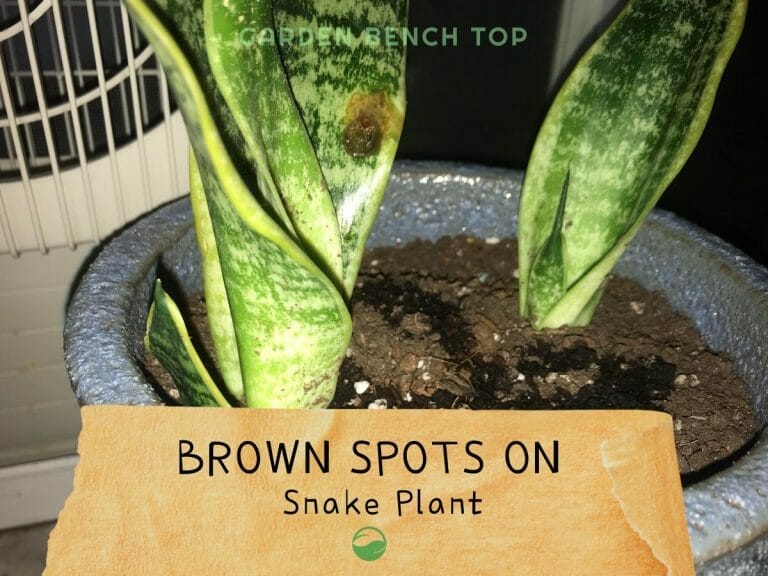 Brown Spots on Snake Plant cover