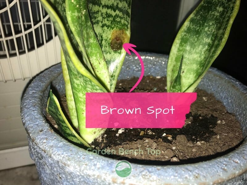 Brown spot developing on snake plant