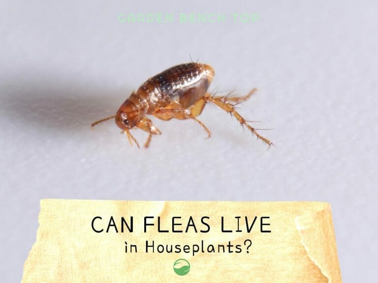 Can Fleas Live in Houseplants