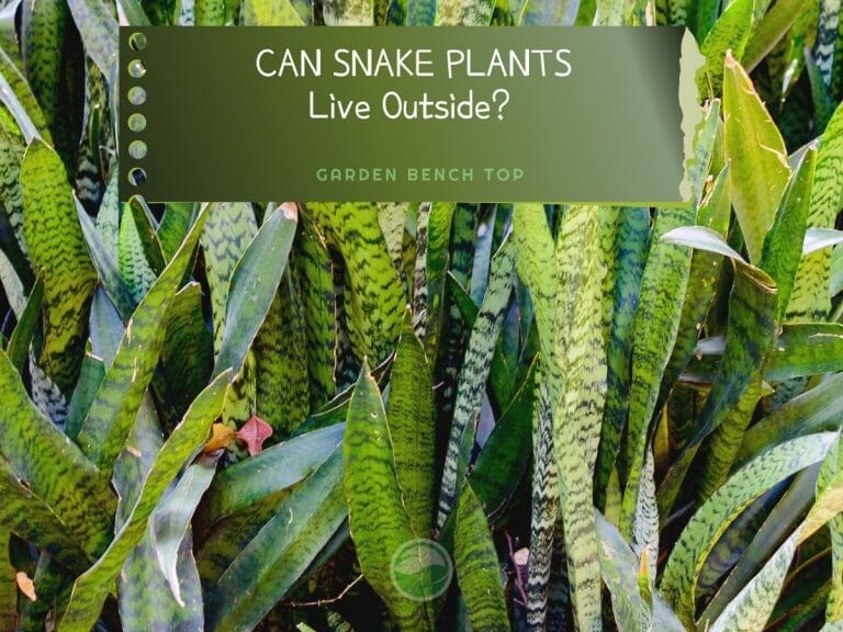 Can Snake Plants Live Outside