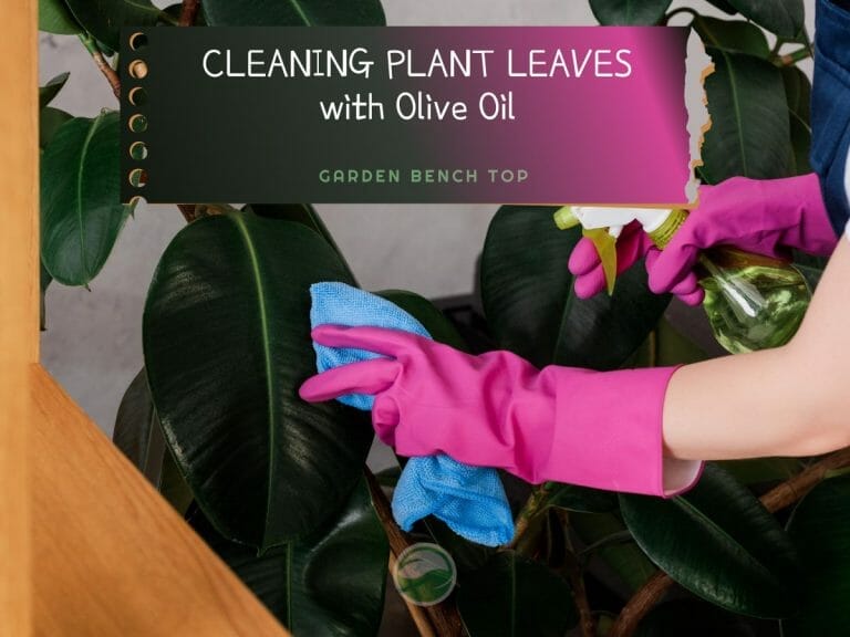 Cleaning Plant Leaves with Olive Oil