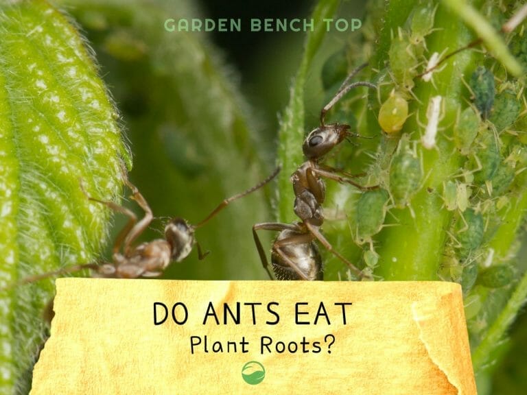 Do Ants Eat Plant Roots