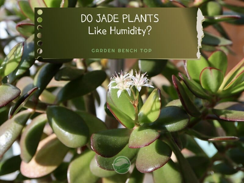 Do Jade Plants Like Humidity