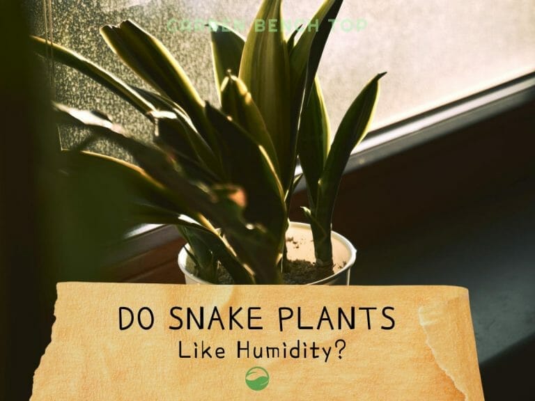 Do Snake Plants Like Humidity