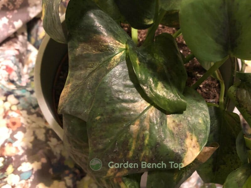 Frost damaged pothos plant