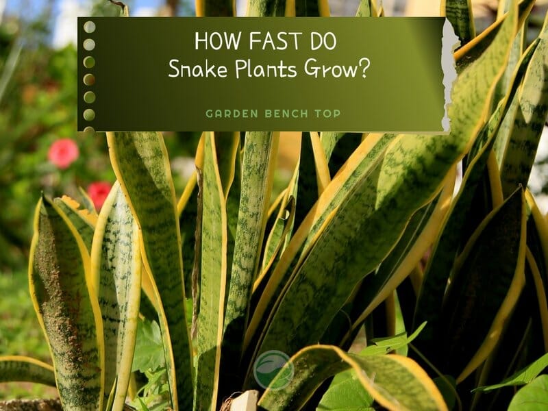 How Fast Do Snake Plants Grow