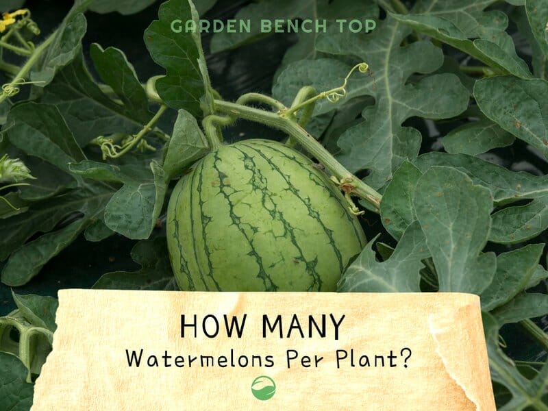 how many watermelons per plant