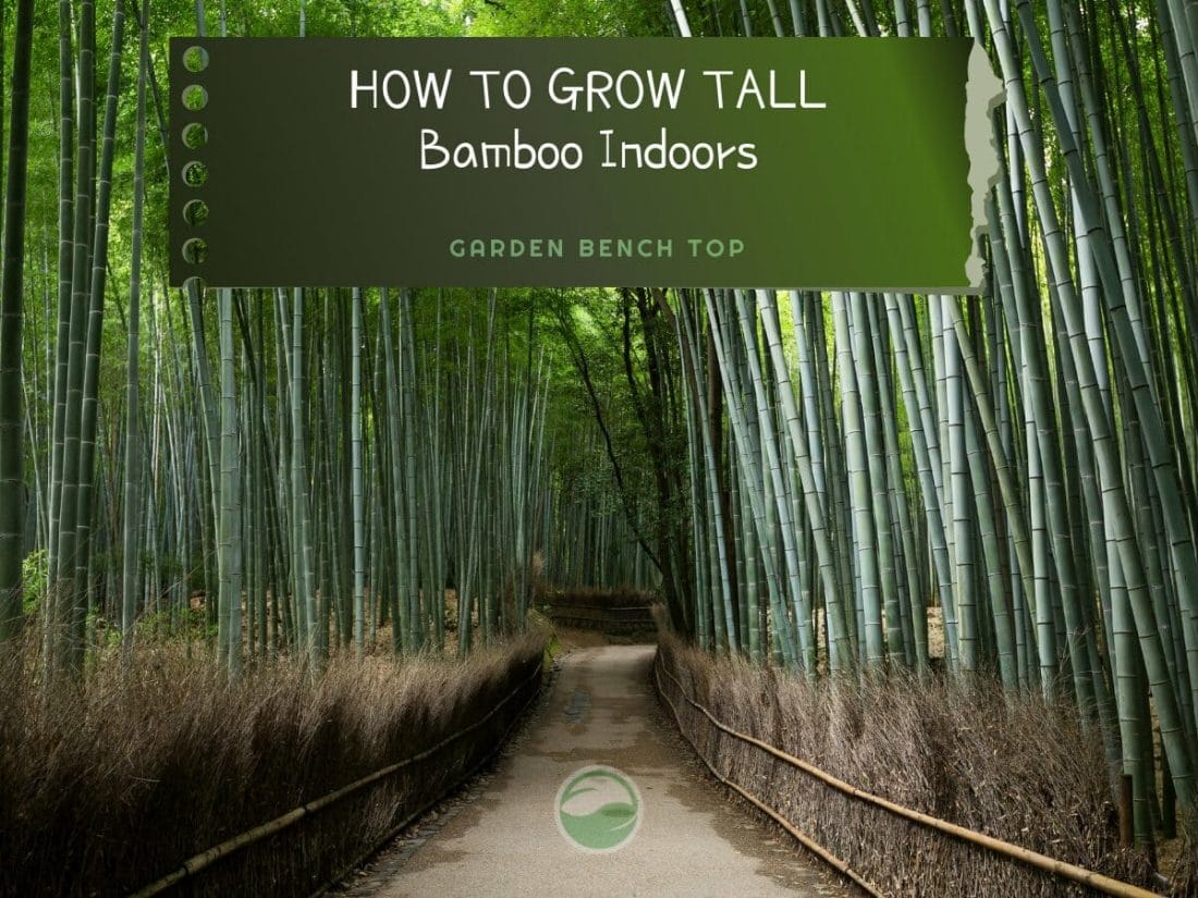 How to Grow Tall Bamboo Indoors