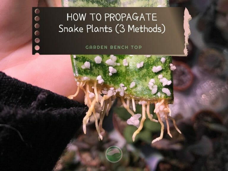 How to Propagate Snake Plants cover