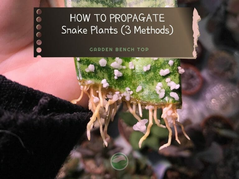 How to Propagate Snake Plants