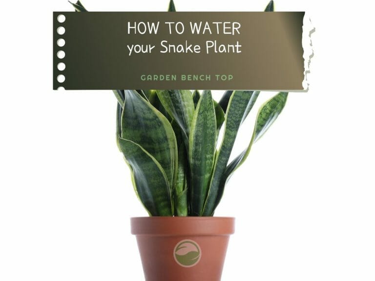 How to Water Snake Plant cover