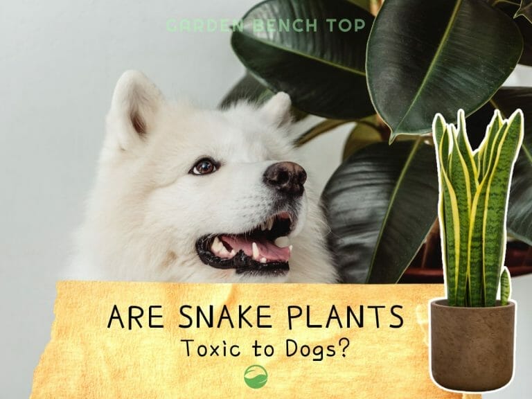 Is Snake Plant Toxic to Dogs cover