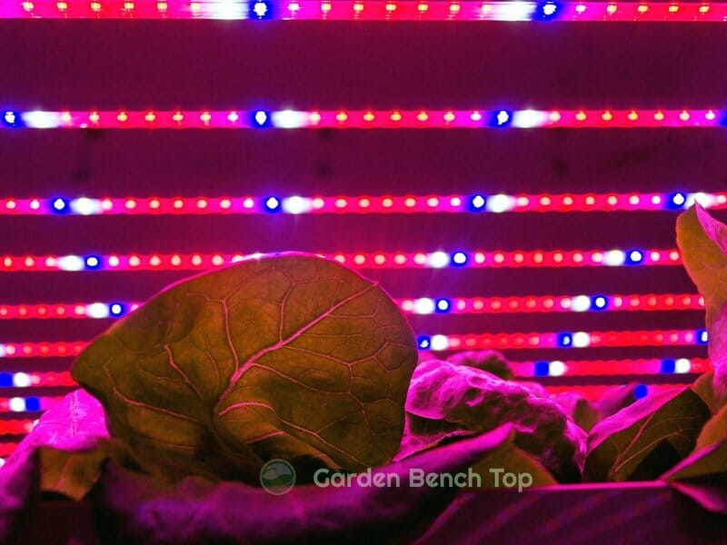 LED lighting for plants