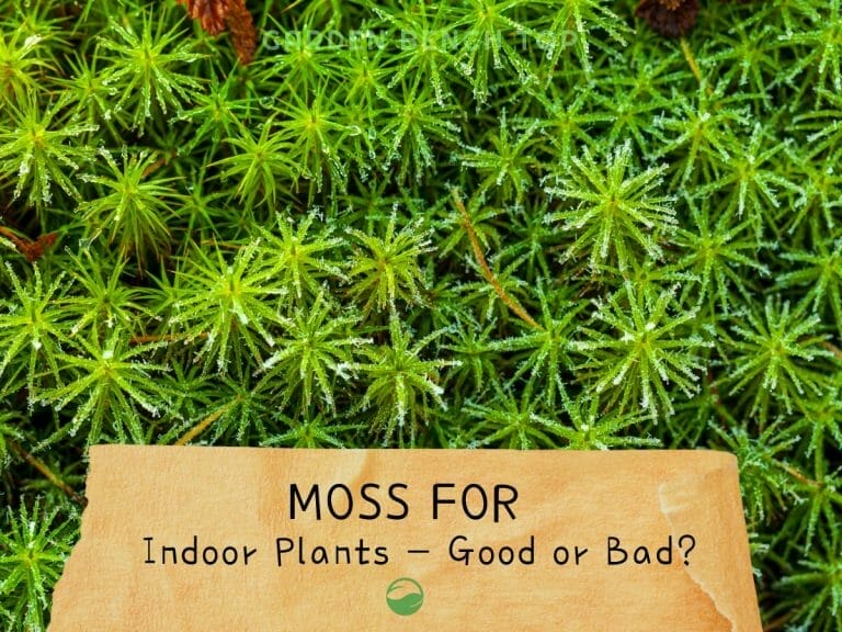 Moss for Indoor Plants