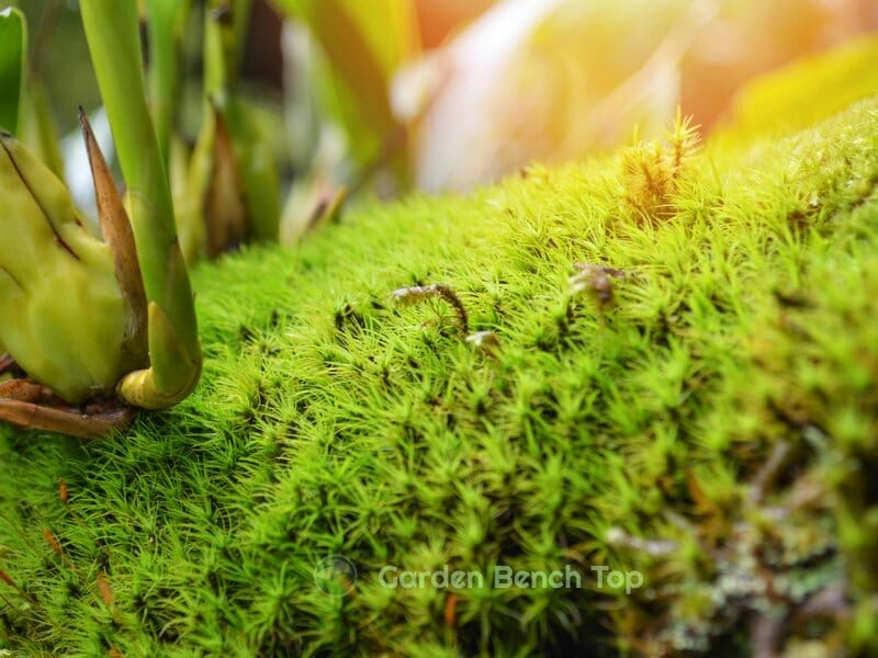 Moss in potted plants