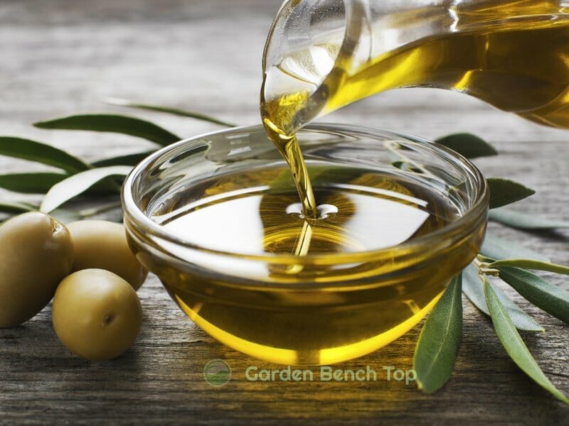 Olive Oil to clean plants