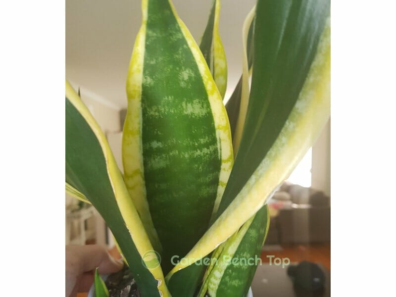 Our Black Gold Sansevieria