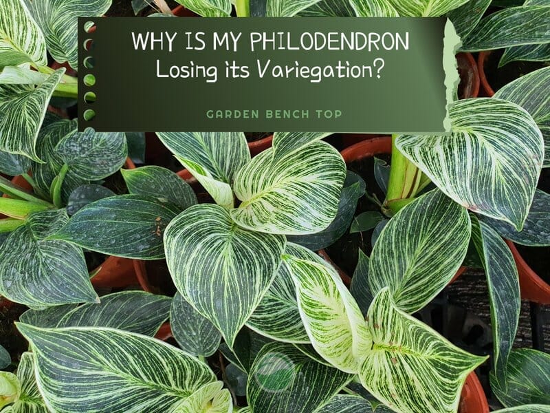 Philodendron Birkin Reverting