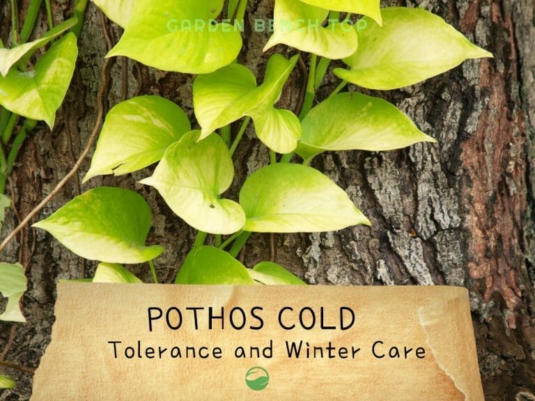 Pothos Cold Tolerance and Winter Care