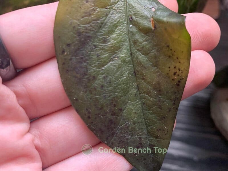 Pothos frost damaged leaf