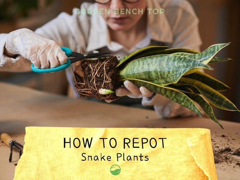 How to Fix Snake Plant Brown Tips (+ Causes)