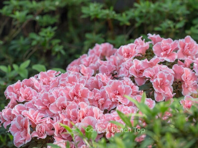 Rhododendrons love acidic soil