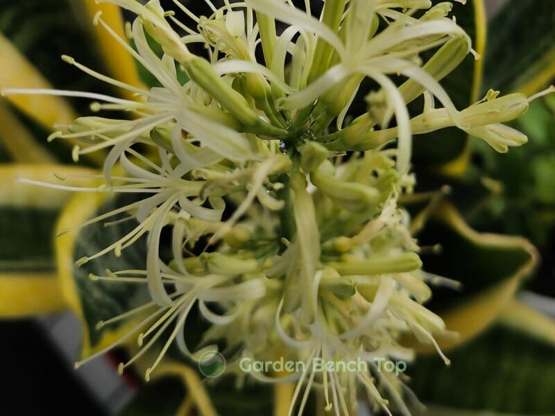 Sansevieria flower