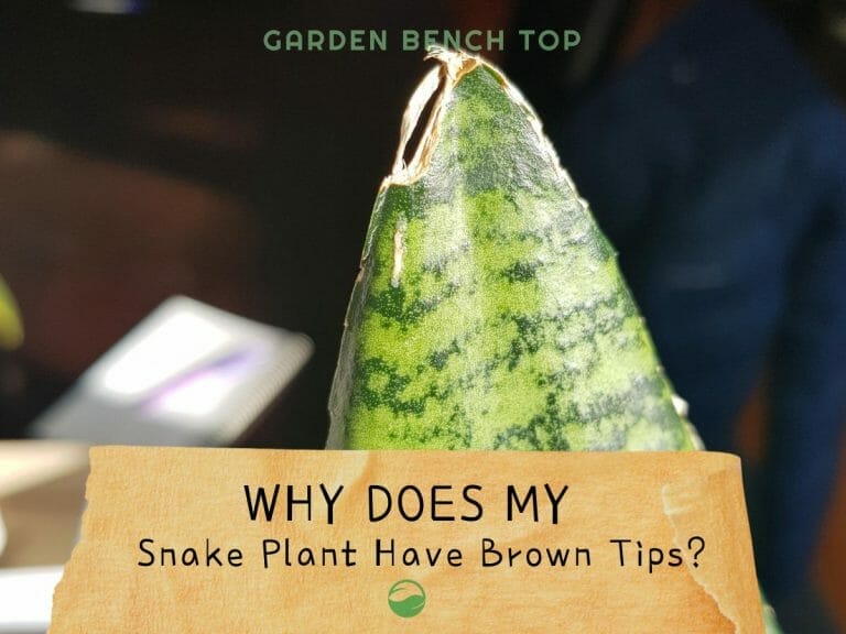 Snake Plant Brown Tips