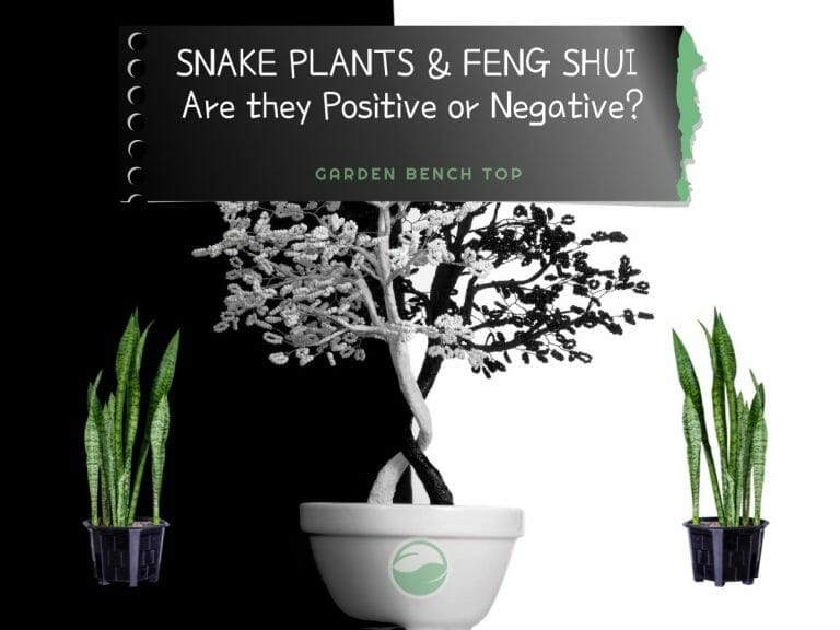 Snake Plant Feng Shui cover