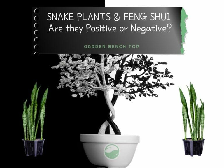 Snake Plant Feng Shui